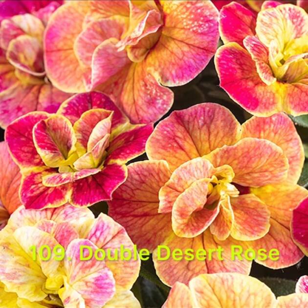 Калібрахоа в горщику 109.