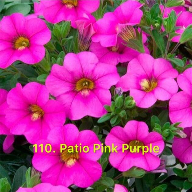 Калібрахоа в горщику 110.