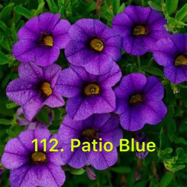 Калібрахоа в горщику 112.