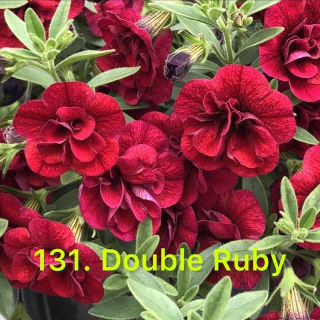 Калібрахоа в горщику 131.