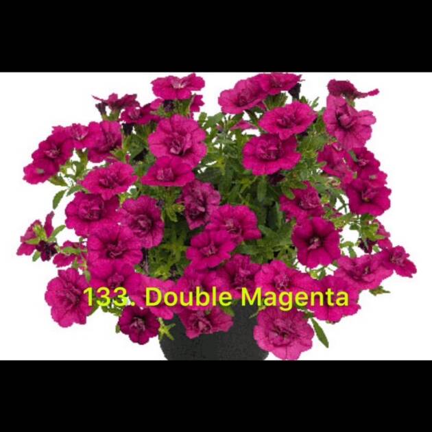 Калібрахоа в горщику 133.