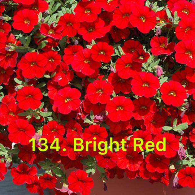 Калібрахоа в горщику 134.