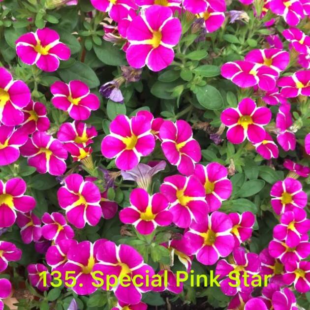 Калібрахоа в горщику 135.