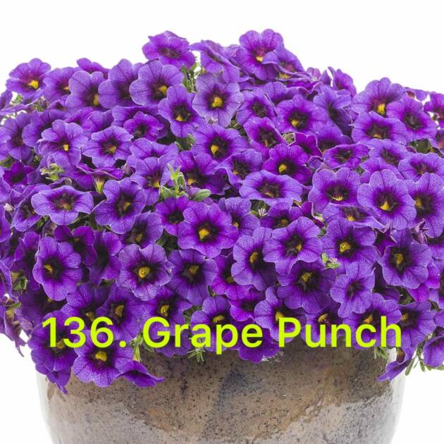 Калібрахоа в горщику 136.