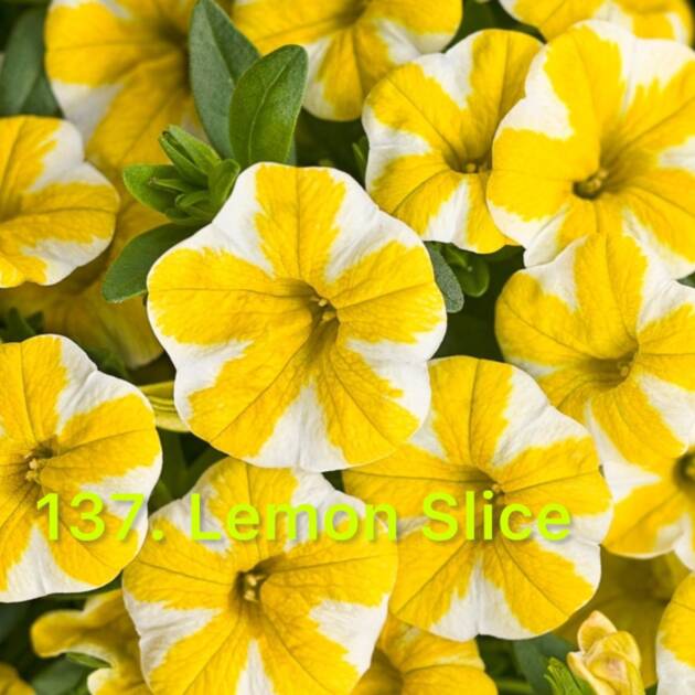 Калібрахоа в горщику 137.