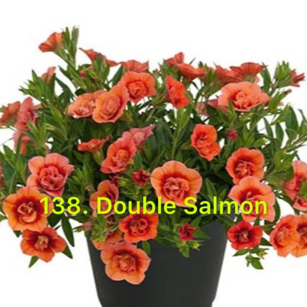 Калібрахоа в горщику 138.