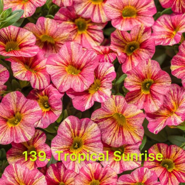 Калібрахоа в горщику 139.