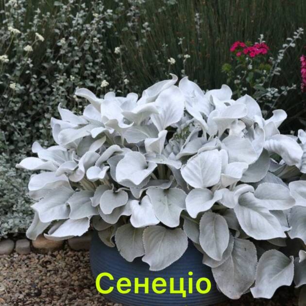 Сенеціо Angel Wings