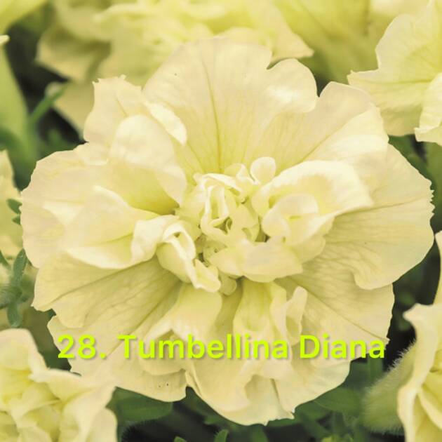 Сурфінія в горщику 28. Tumbellina Diana