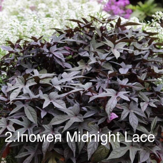 Іпомея Батат 2. Midnight Lace