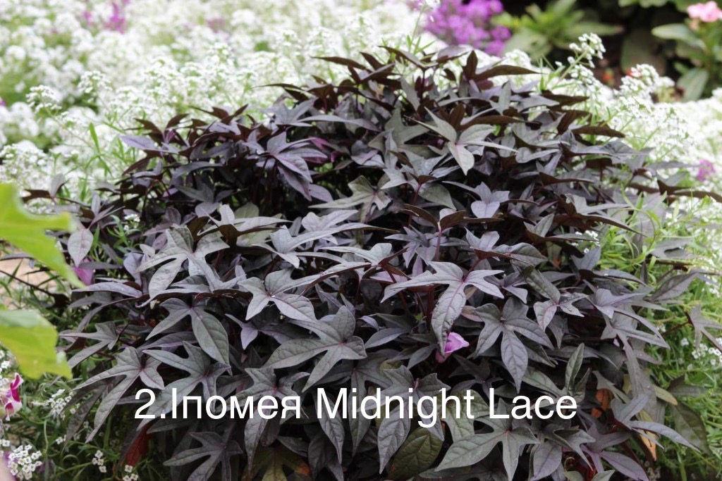 Іпомея Батат 2. Midnight Lace