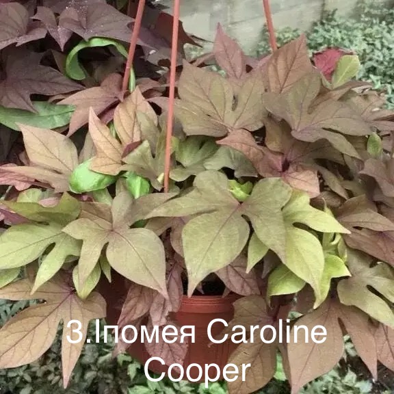 Іпомея Батат 3. Caroline Cooper
