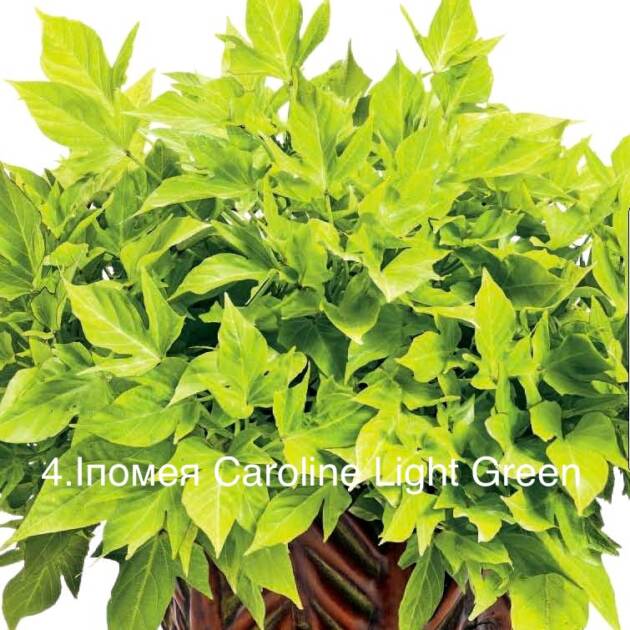 Іпомея Батат 4. Caroline Light Green