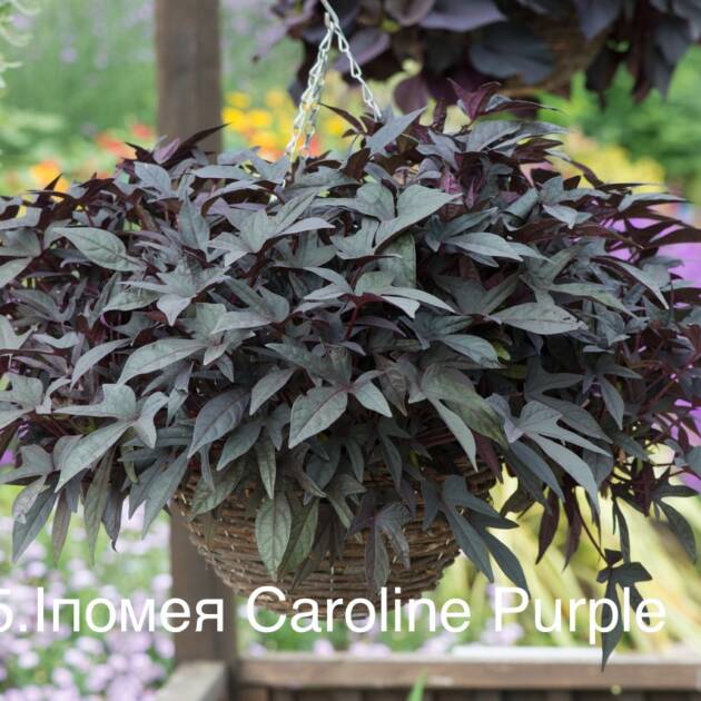 Іпомея Батат 5. Caroline Purple