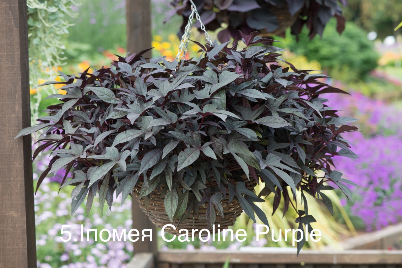 Іпомея Батат 5. Caroline Purple