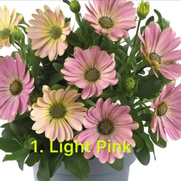 Остеоспермум в горщику 1. Light Pink