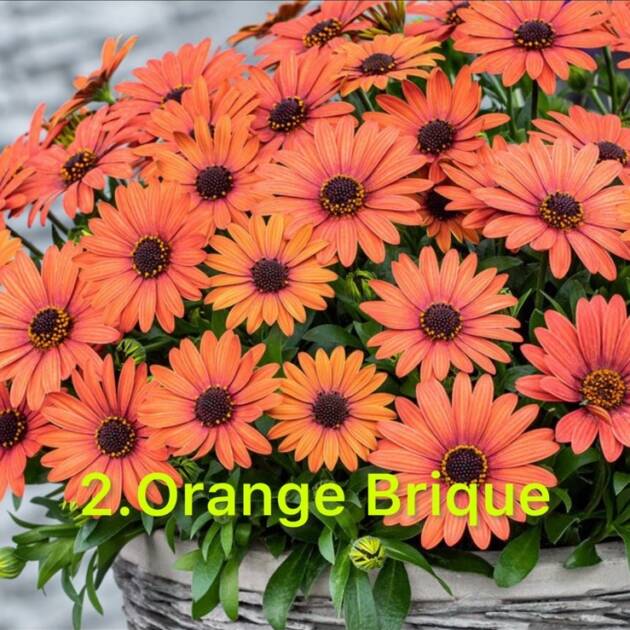 Остеоспермум в горщику 2. Orange Brique
