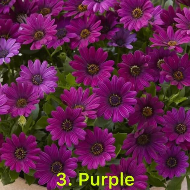 Остеоспермум в горщику 3. Purple