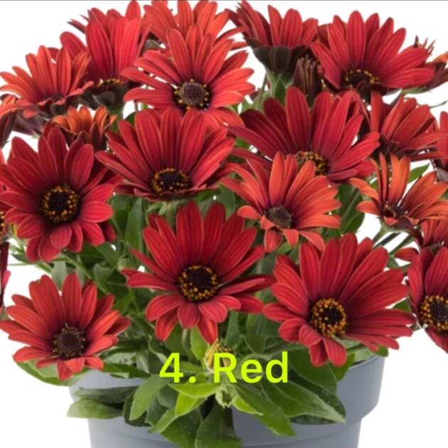Остеоспермум в горщику 4. Red