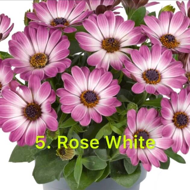 Остеоспермум в горщику 5. Rose White