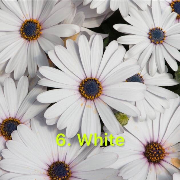 Остеоспермум в горщику 6. White