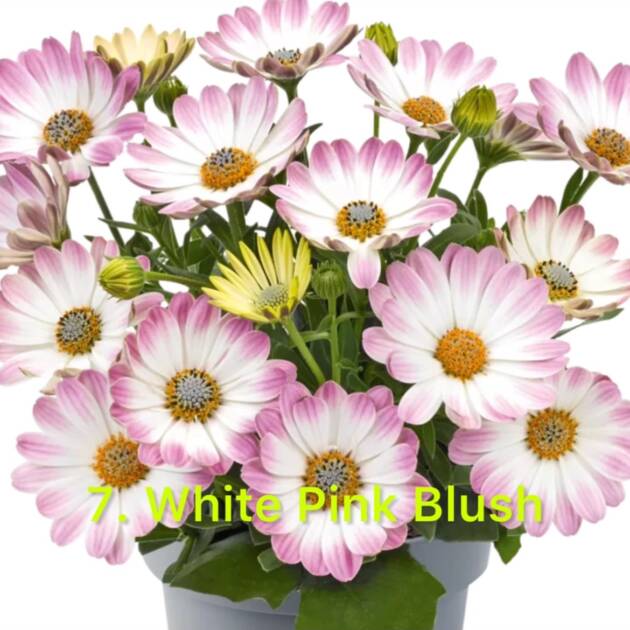 Остеоспермум в горщику 7. White Pink Blush
