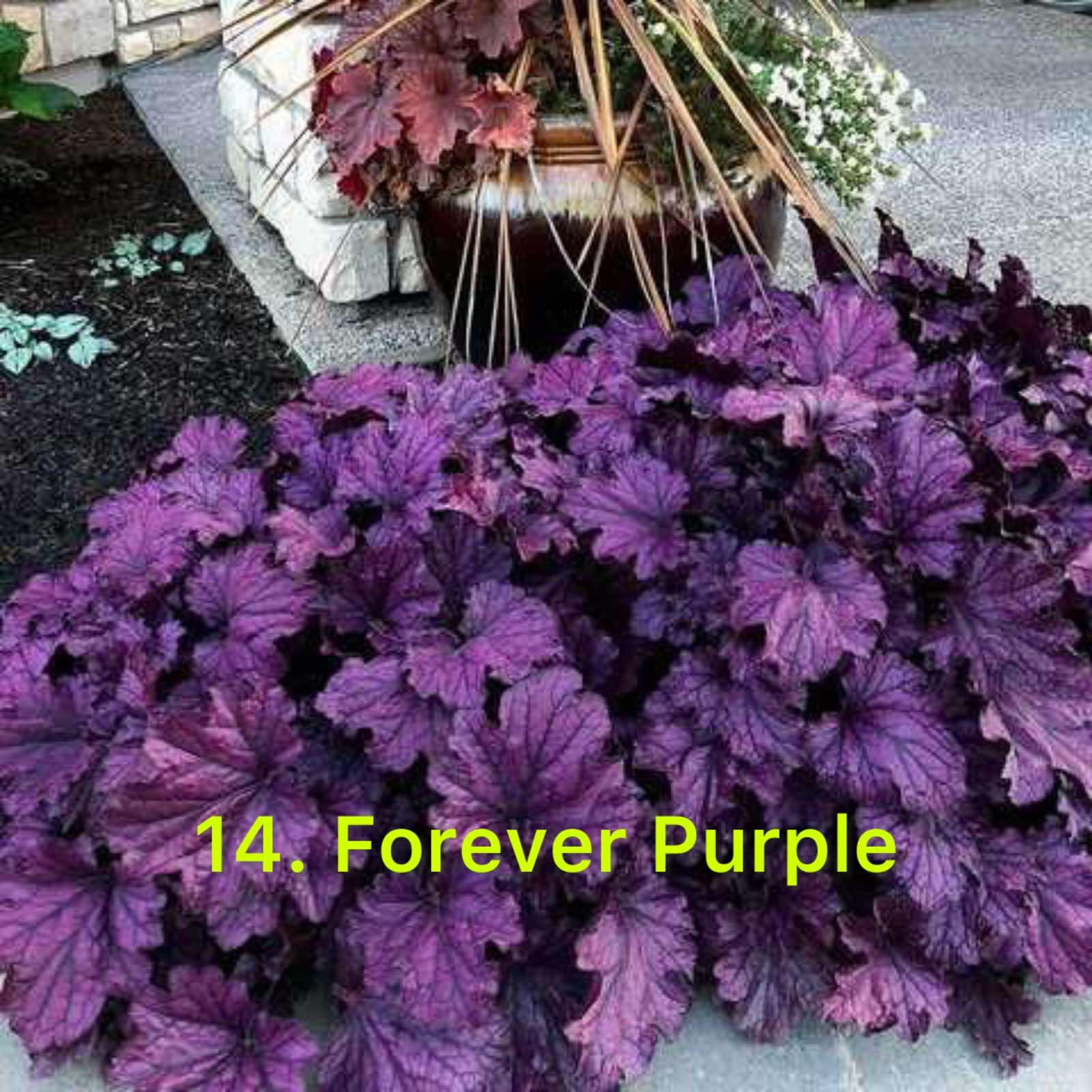 Гейхера 14. Forever Purple