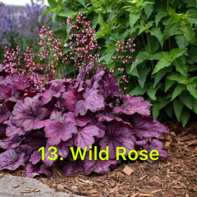 Гейхера 13. Wild Rose