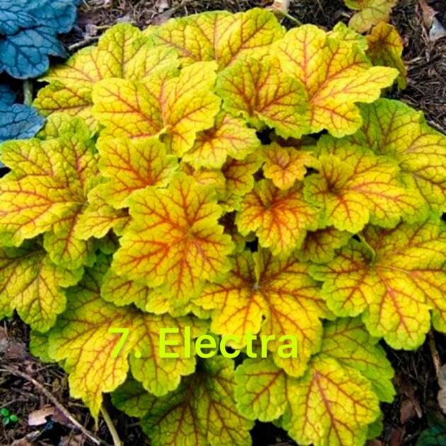 Гейхера 7. Electra