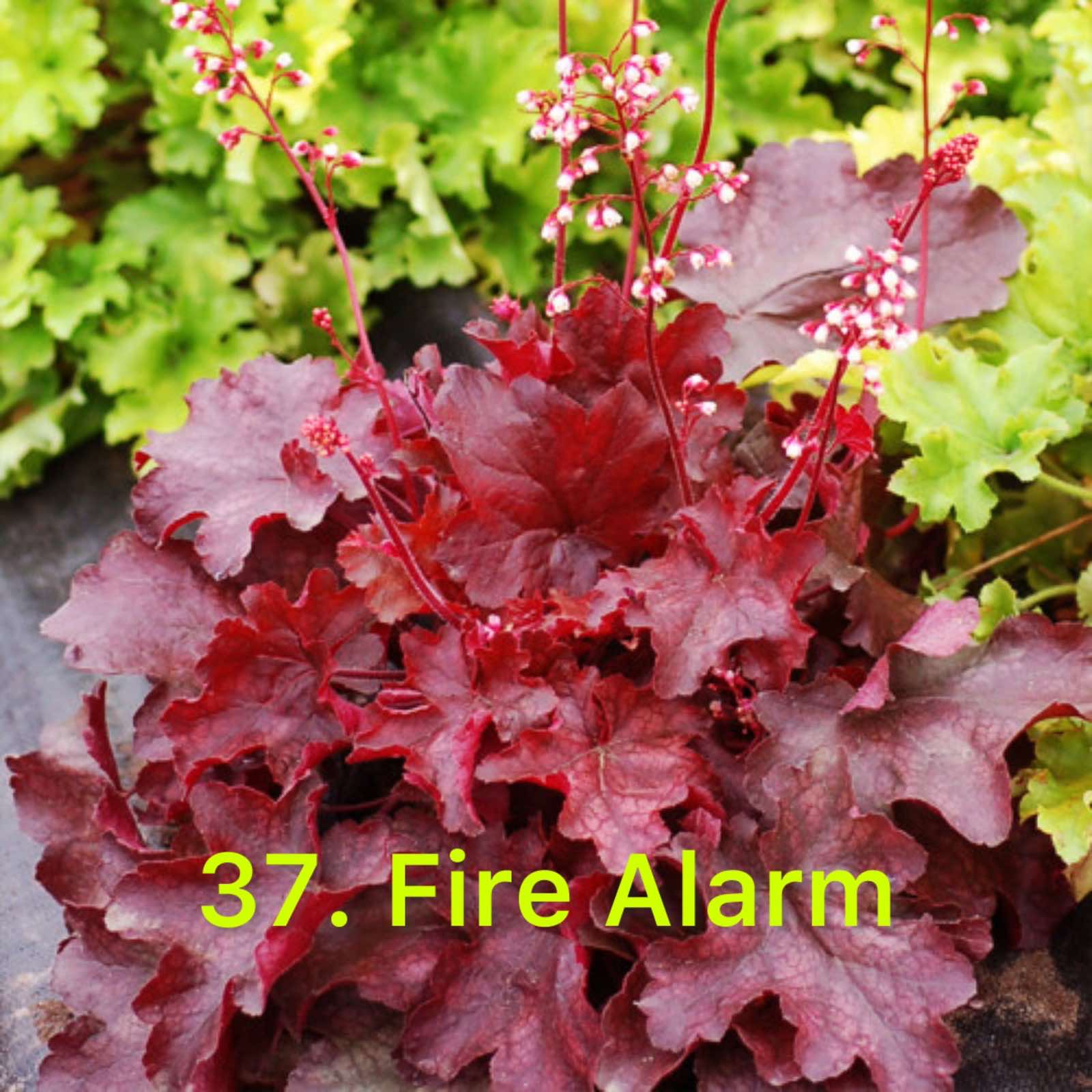 Гейхера 37. Fire Alarm