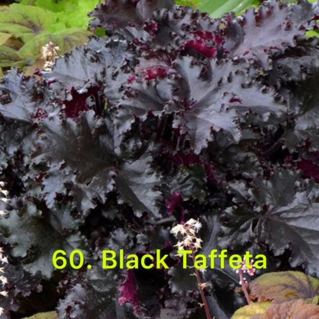 Гейхера 60. Black Taffeta