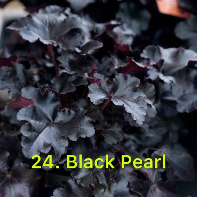 Гейхера 24. Black Pearl