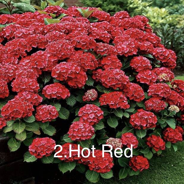 Гортензія горщик 2л 2. Hot Red