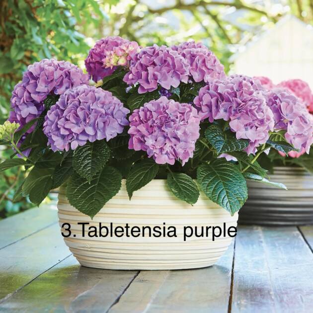 Гортензія  горщик 3л 3. Tabletensia purple