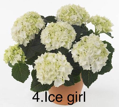 Гортензія горщик 2л 4. Ice girl