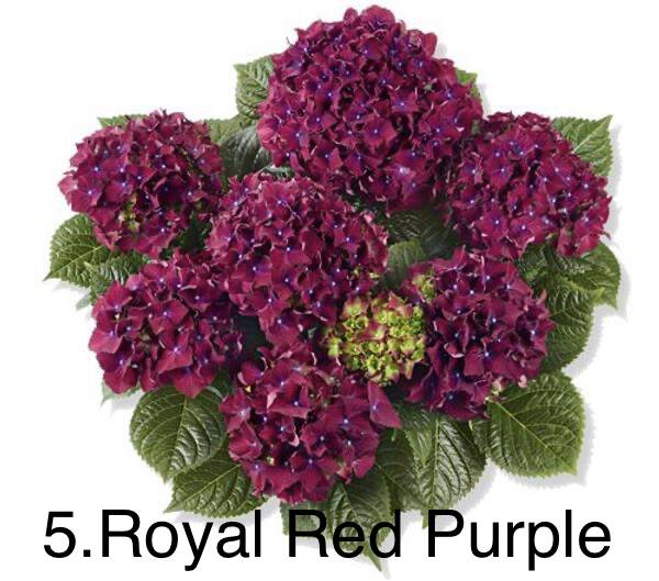 Гортензія горщик 2л 5. Royal Red Purple