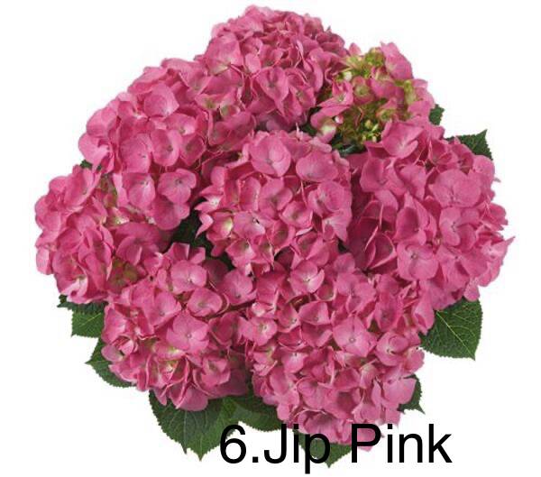 Гортензія горщик 2л 6. Jip Pink