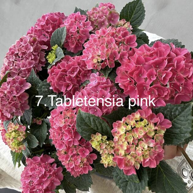 Гортензія горщик 3л 7. Tabletensia Pink