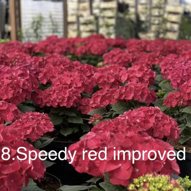 Гортензія горщик 2л 8. Speedy red Improved