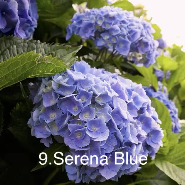Гортензія горщик 2л 9. Serena Blue