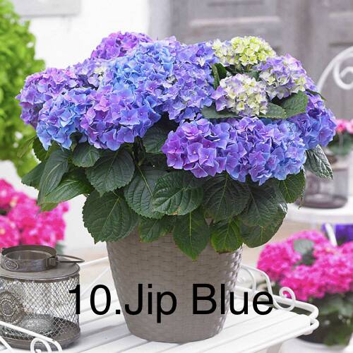 Гортензія горщик 2л 10. Jip Blue
