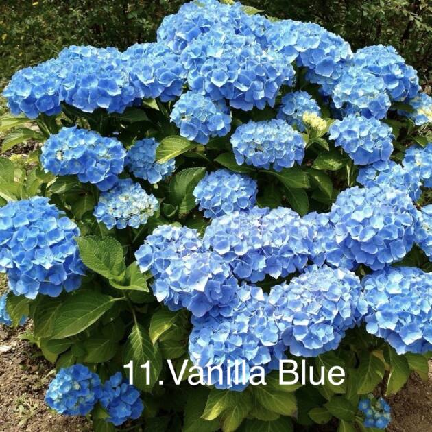 Гортензія горщик 2л 11. Vanilla Blue