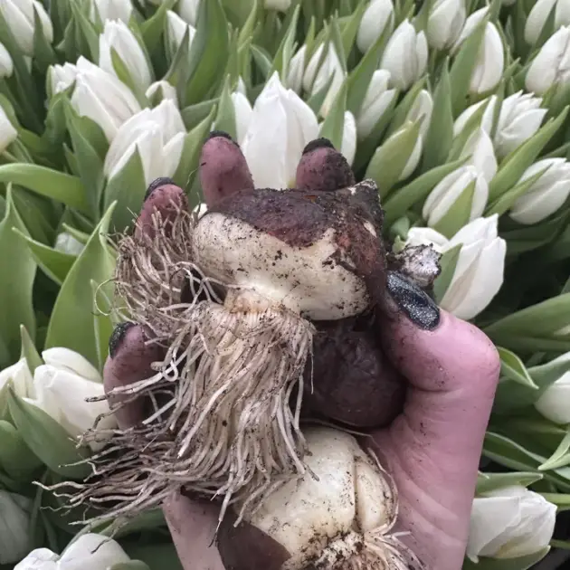 Тюльпани після вигонки