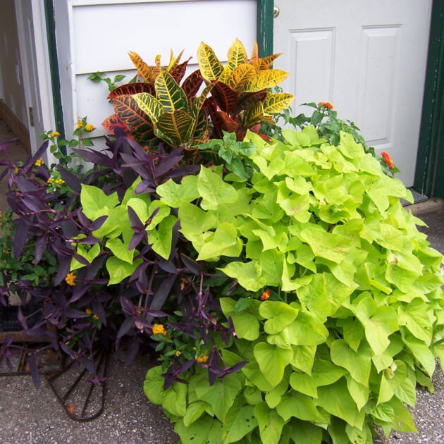 Іпомея Батат