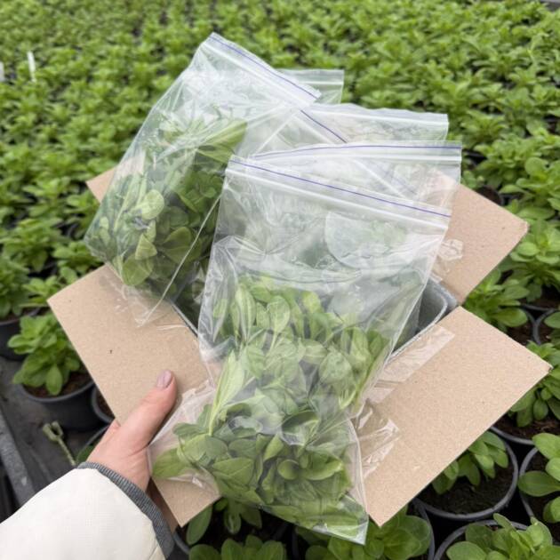 Штроби ( Свіжозріз )