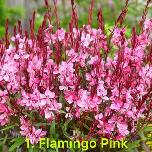 Гаура 1. Flamingo Pink