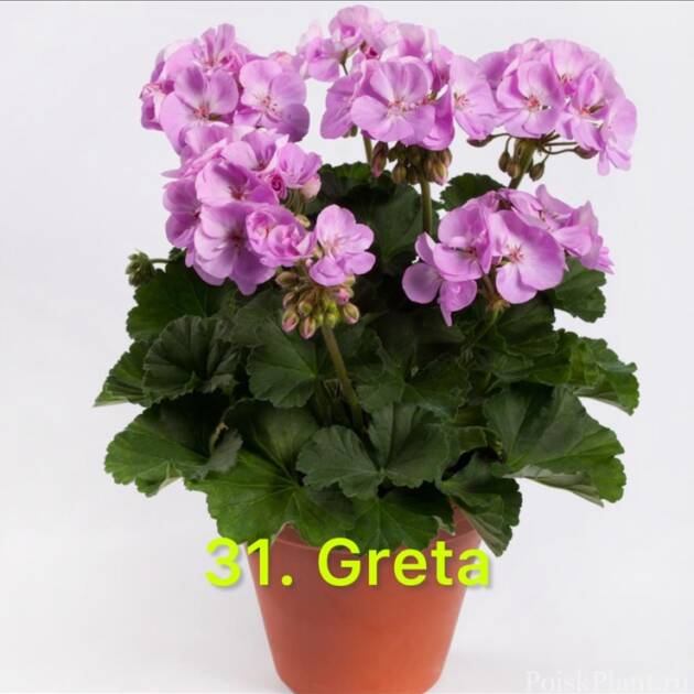Зональна пеларгонія 31. Greta