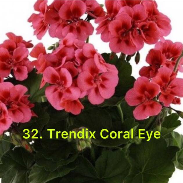 Зональна Пеларгонія 32. Tendix Coral Eye