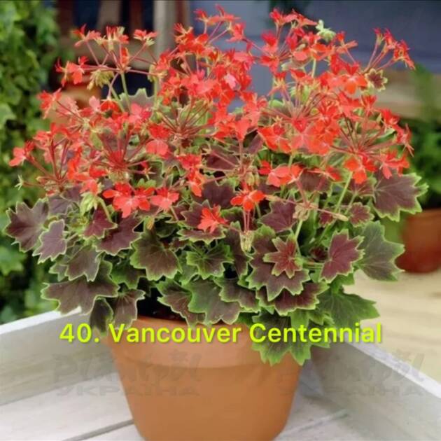 Пеларгонія 40. Vancouver Centennial