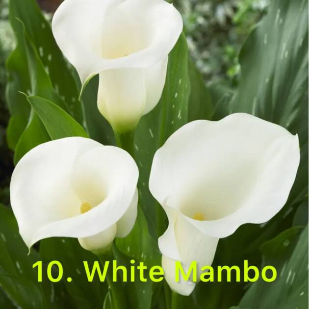 Кала 10. White Mambo